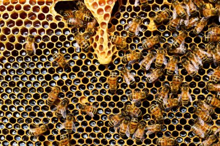 EU Bee Partnership gets down to business