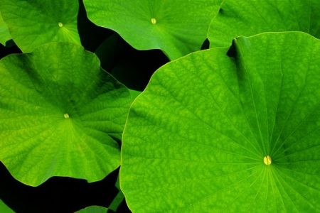 ECHA: Updated Biocides IT Tools Available