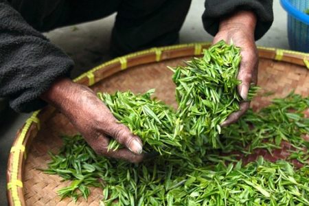 EFSA Assesses the Safety of Green Tea