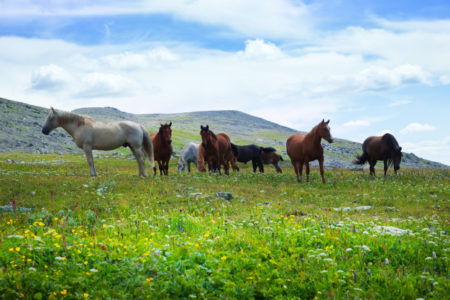 Antimicrobial Resistance and Environmental Impact of Parasiticides