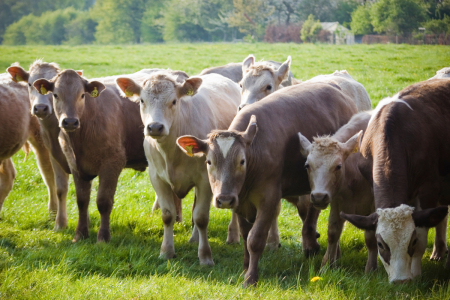 Antibiotic Sales and Usage Figures in the Livestock Sector Show Encouraging Progress