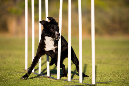 Core strength can help improve the health of dogs and avoid knee injuries