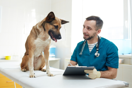 Non-profit Board of Chief Veterinary Medical Officers launched by top veterinary medical leaders