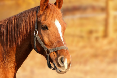 Fears Raised about Horse Tapeworm Treatments
