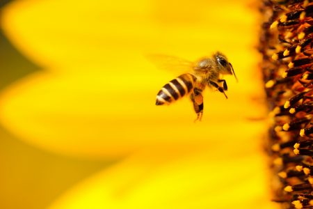 ECHA’s new guidance paves way for better protection of bees from biocides