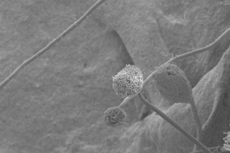 One Health: EU agencies unite to tackle azole fungicide resistance in Aspergillus fungi