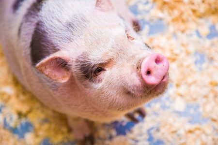 Researcher compares AI to human evaluators in swine medicine