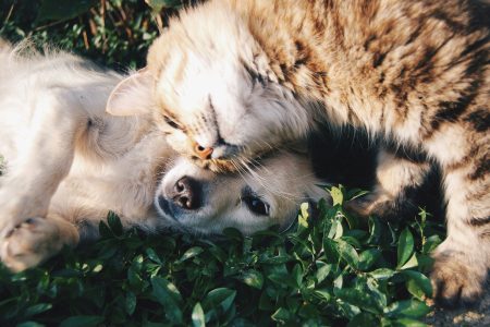 First minimum EU standards for the welfare and traceability of dogs and cats