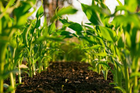 European SPS deal coming to the UK by mid 2027
