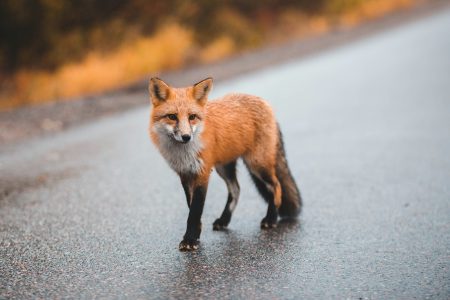Re-emergence of rabies in Central Europe causes concern
